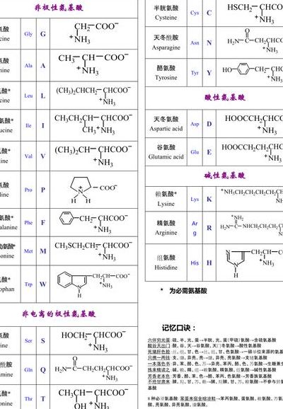 常见氨基酸（常见氨基酸脱氨基）
