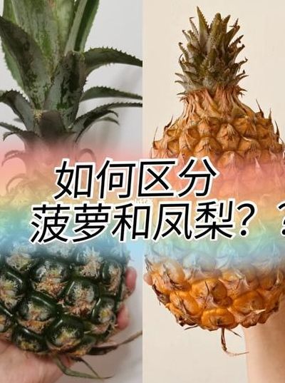 苹果和菠萝有什么区别（苹果和菠萝有啥区别）