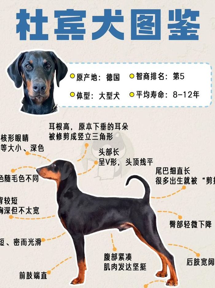 杜宾犬介绍（杜宾犬介绍视频）