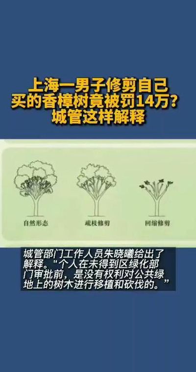 修剪自己买的香樟树竟被罚14万的简单介绍