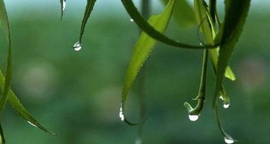 梅雨是什么雨（梅雨是什么梅）