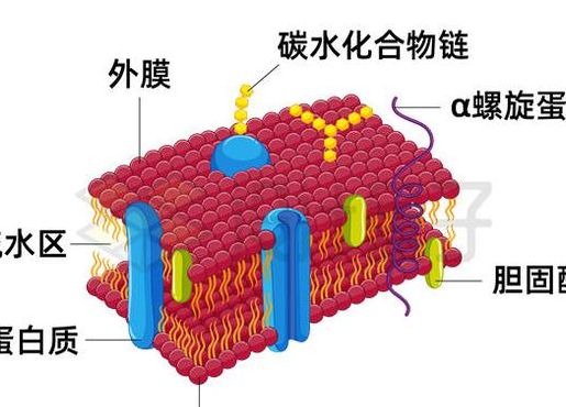 细胞膜的结构（细胞膜的结构特点）