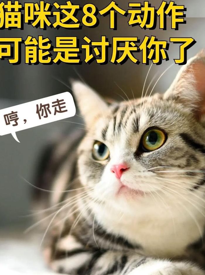 猫咪恨主人的十种表现（猫咪恨主人的十种表现小心它偷袭你了图）