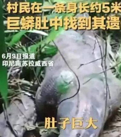 蟒蛇事件（蟒蛇事件真相）