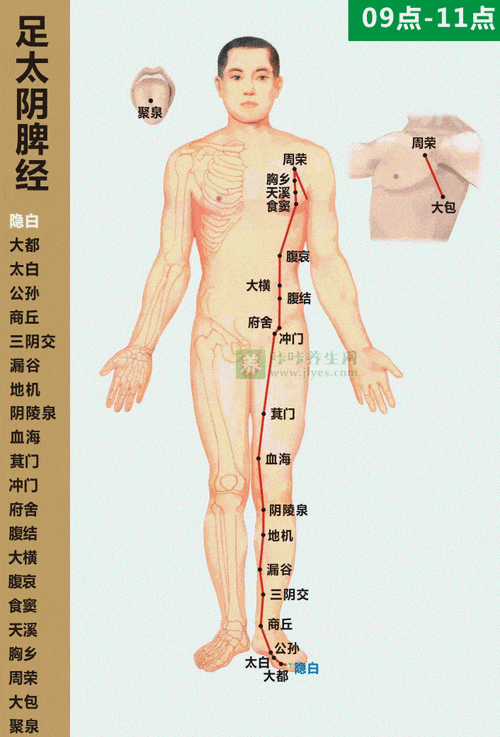 经络图解（经络图解十二经脉走向 动态图）