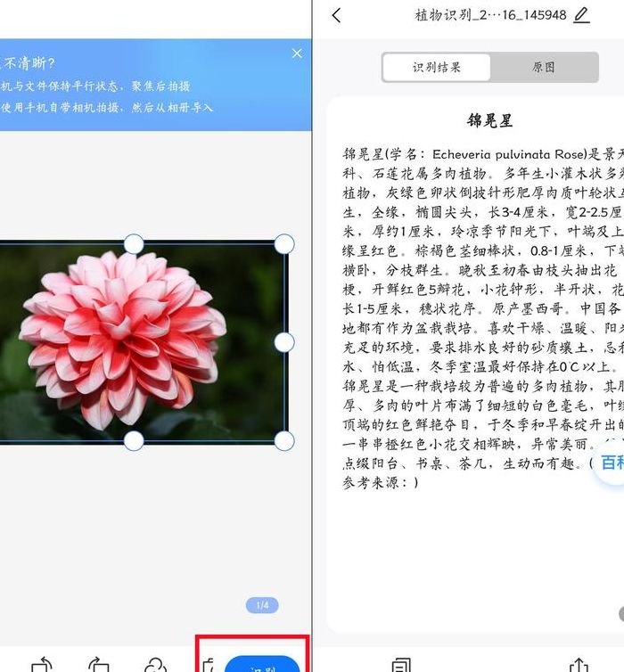 花草识别扫一扫（花草识别扫一扫免费的）