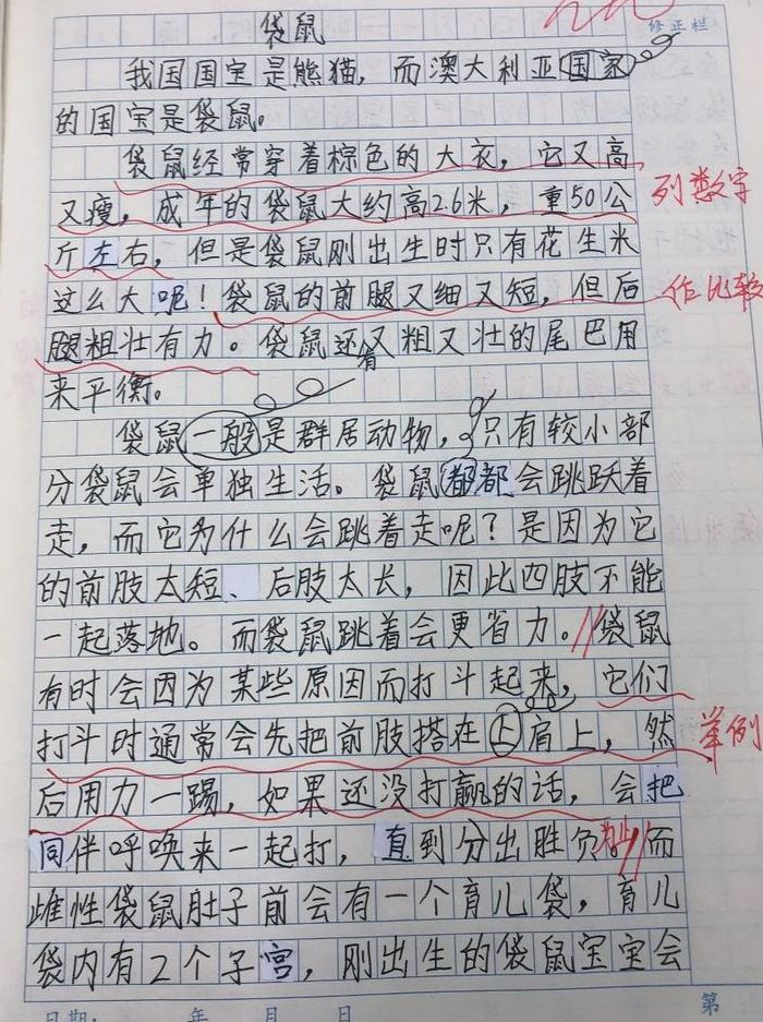 袋鼠尾巴的作用（袋鼠尾巴的作用与功能说明文）