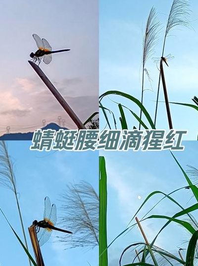 蜻蜓展翅类似的词语（蜻蜓展翅类似的词语公鸡怎么写）