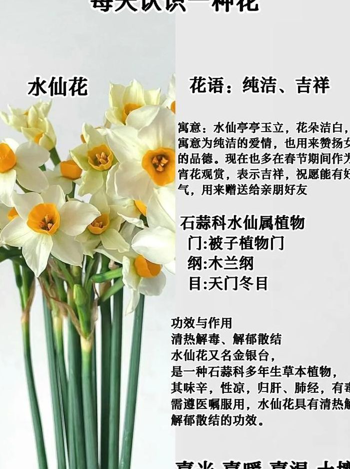 水仙什么意思（自己搞水仙什么意思）