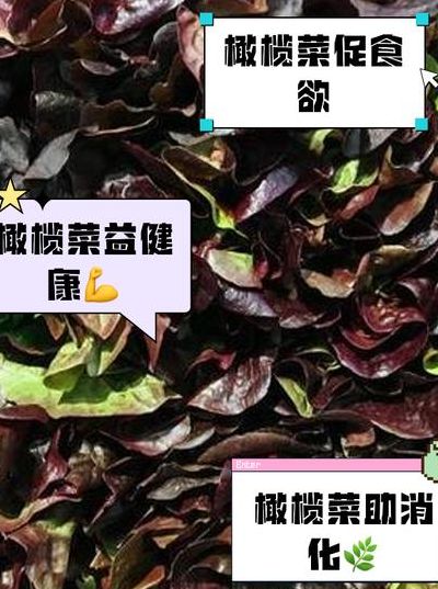 千万不要再吃橄榄菜了（橄榄菜常吃对身体有害吗）