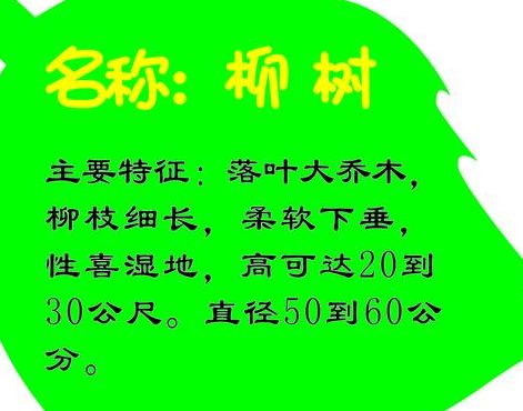 柳树的资料（柳树的资料卡）