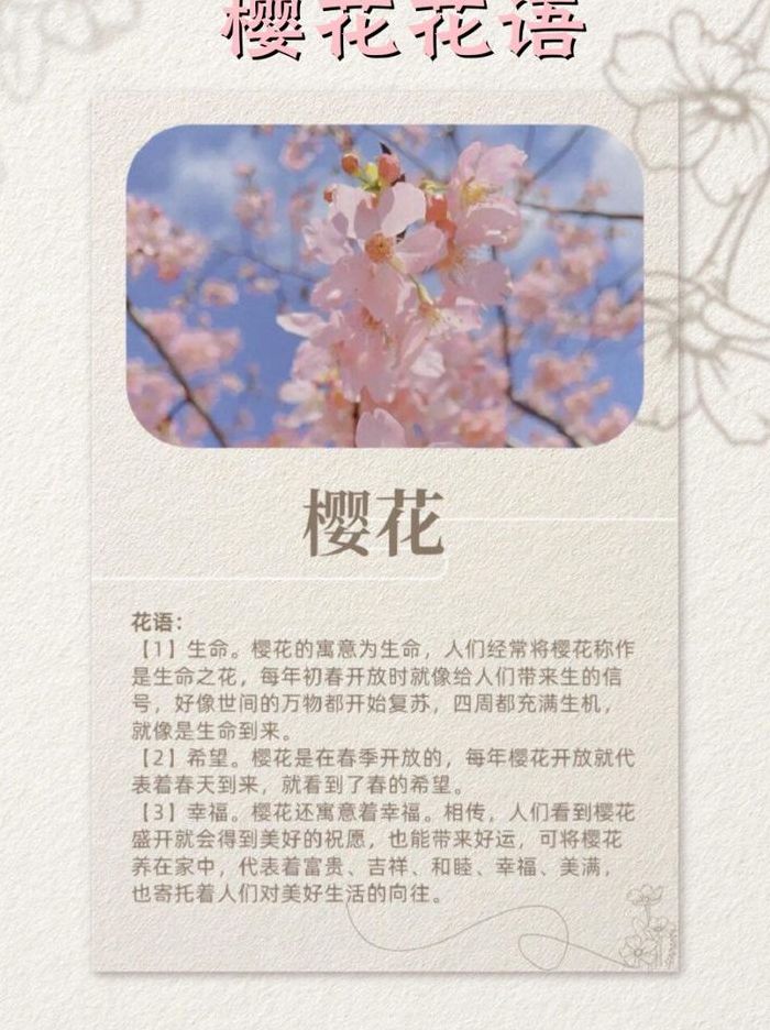 樱花代表什么（樱花代表什么数字啊）