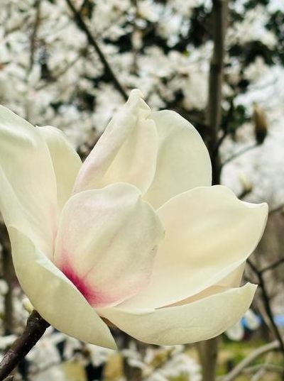 上海的市花（上海市花桥镇是哪个区）