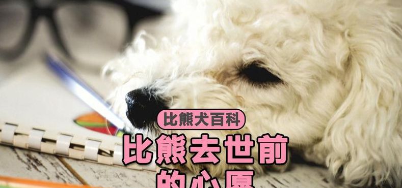 狗死后会去哪里（狗死了会去那里）