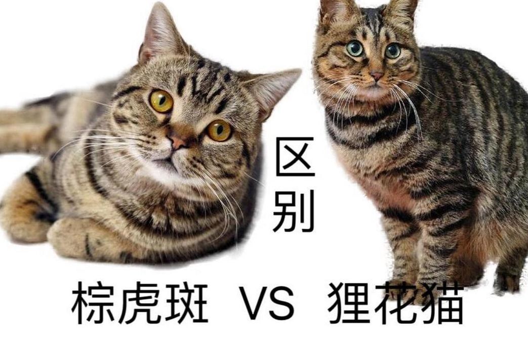 虎斑猫和狸花猫的区别（虎斑猫千万不能养）