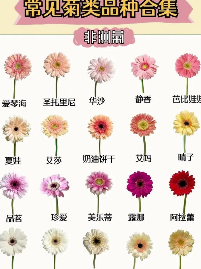 菊花的颜色有几种（菊花有几种品种）