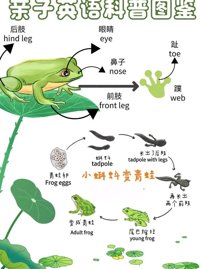 关于蝌蚪多久变成青蛙的信息
