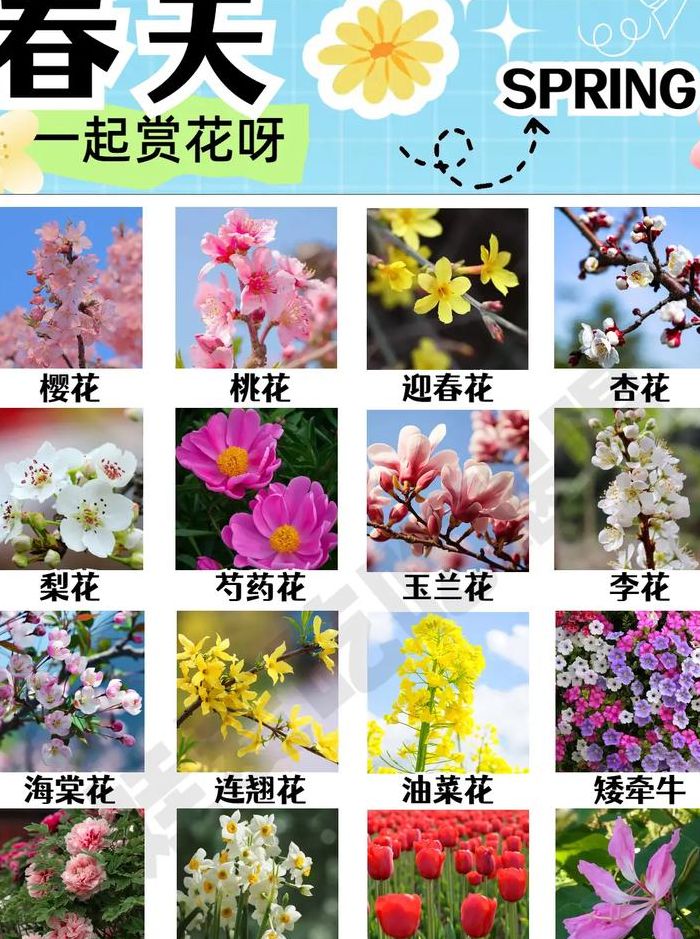 哪些花在春天开放（哪些花在春天开放颜色是什么）