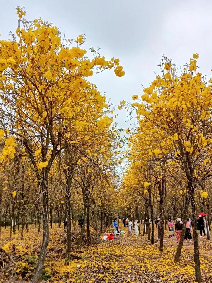 三月开什么花（一月开什么花二月开什么花三月开什么花）