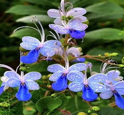 蝴蝶花几点开花（蝴蝶花几点开花?）