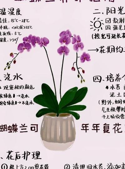 蝴蝶兰一年开几次花（蝴蝶兰一年开几次花,花期过后的养护）