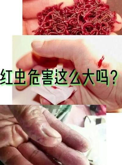 红虫钓鱼真的危险吗（红虫钓鱼真的好用吗）