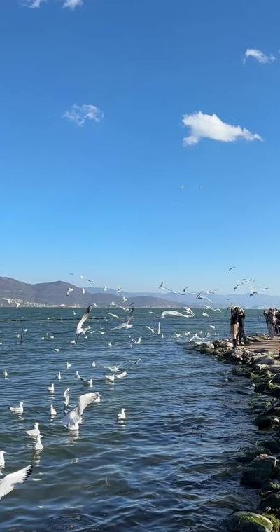 洱海在哪里（洱海在哪里看海鸥最漂亮）