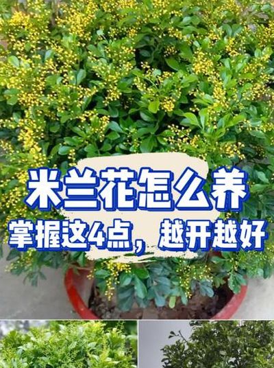 米兰花的养殖方法剪枝（米兰花的养殖方法剪枝图片）