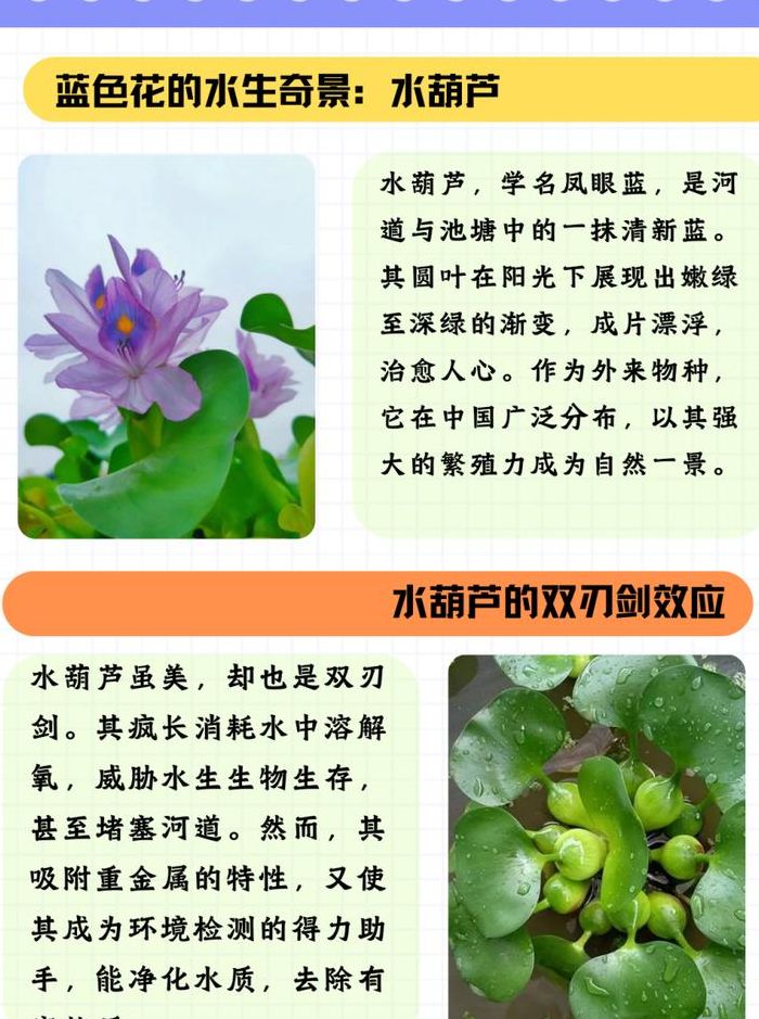 水葫芦的特点（水葫芦的特点 科学作业）