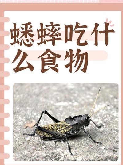 蛐蛐吃什么东西（蛐蛐吃什么东西能养活）