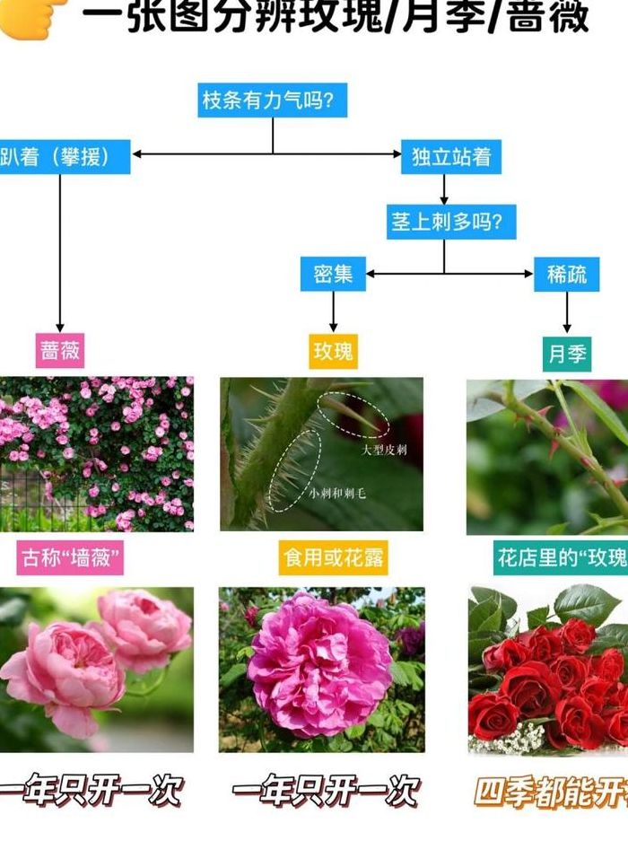 蔷薇和月季的区别（蔷薇和月季的区别百科）