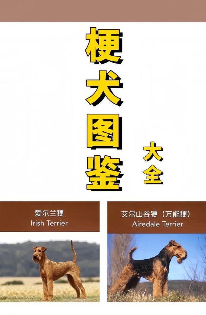 梗犬种类大全（最著名的十大梗犬）