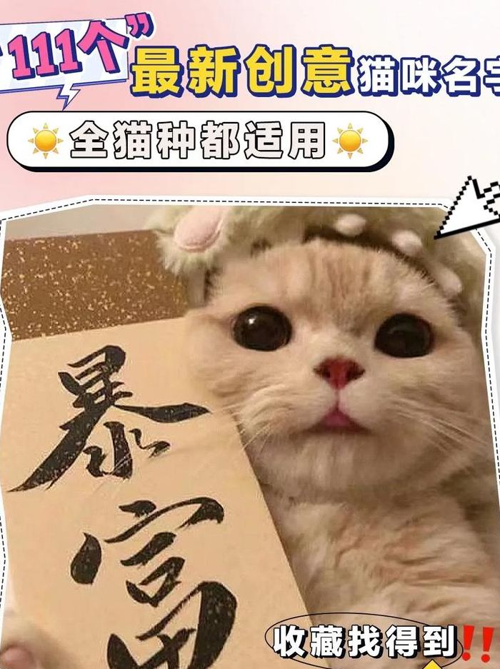 猫生多少只小猫才吉利（猫生几只小猫比较好）