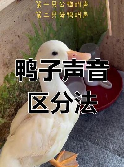 鸭子的叫声是什么声音（鸭子的叫声是怎么样）