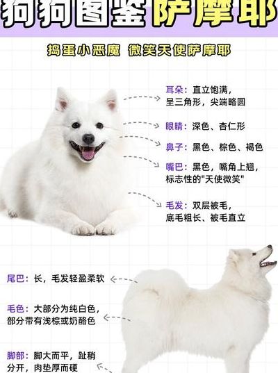 萨摩和萨摩耶的区别（萨摩耶是和什么犬杂交的）