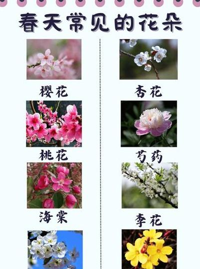 花朵又什么又什么（花朵又什么又什么?）