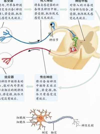 反射弧是什么意思（秒懂百科反射弧）