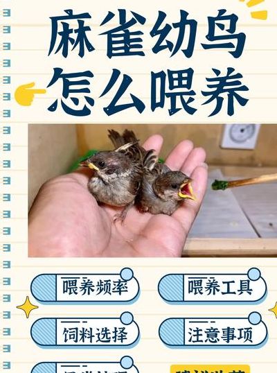 麻雀幼鸟怎么喂养（麻雀幼鸟怎么喂养 视频）