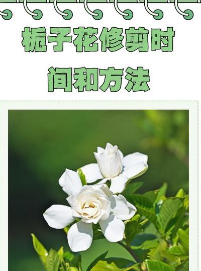 栀子花怎么修剪（栀子花怎么修剪视频教程）