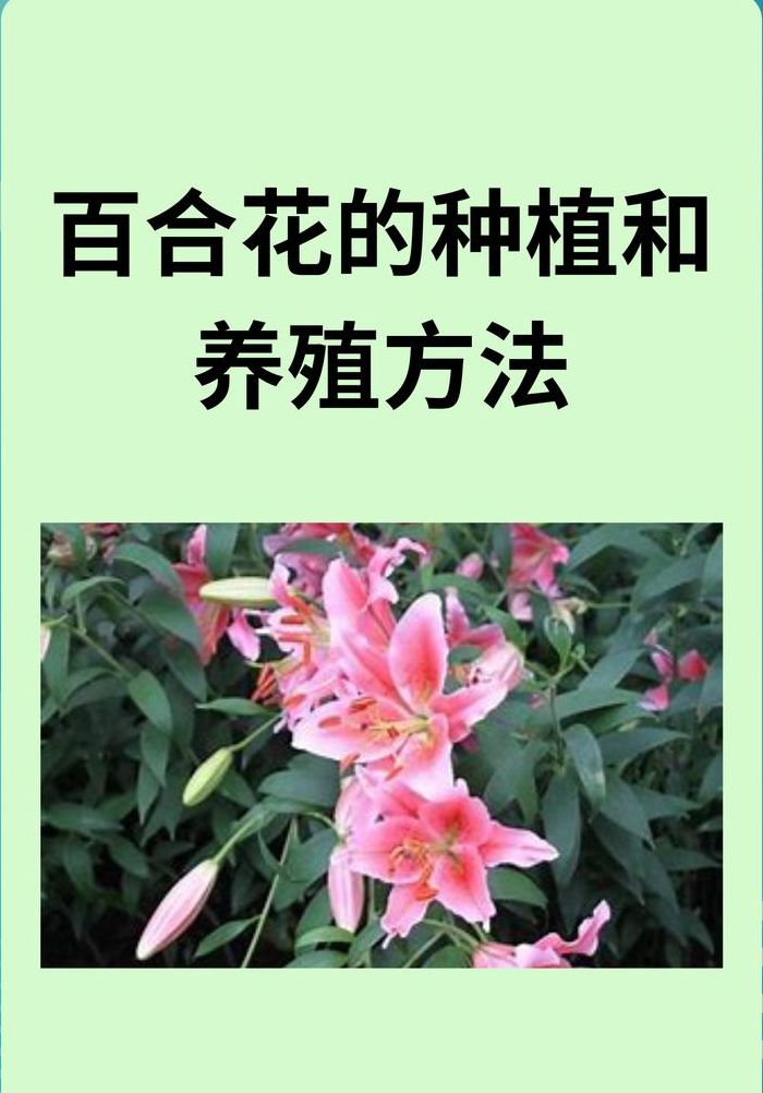 百合的种植方法（百合的种植方法有哪些）