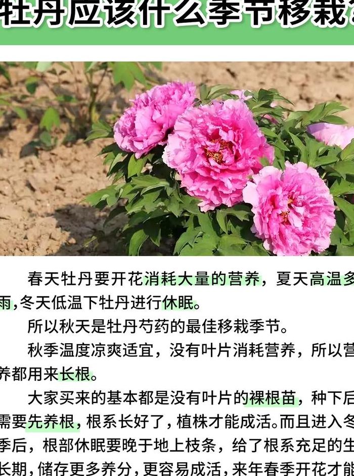 牡丹花是什么季节开的（牡丹花属于哪个季节开）