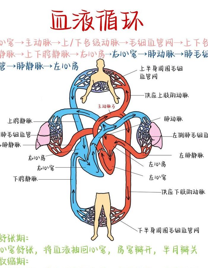 循环节的表示方法（循环节的表示方法有几种）