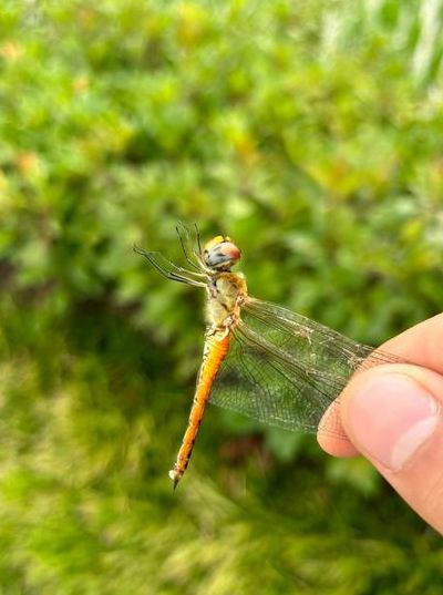 蜻蜓有几条腿（蜻蜓有几条腿正确答案）