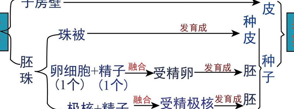 子房发育成什么（子房发育成什么结构）