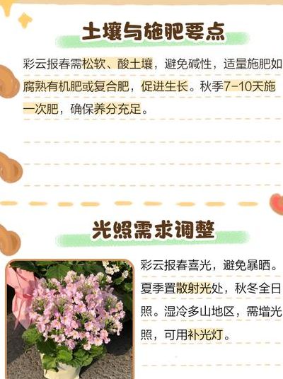 报春花的养殖方法（彩云报春花的养殖方法）