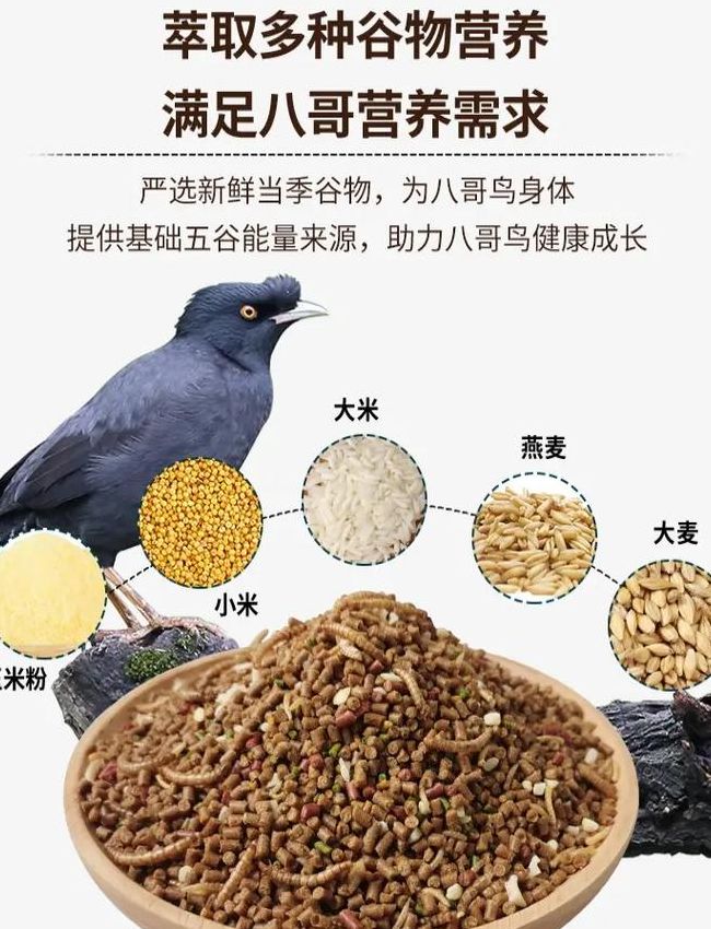 八哥吃什么饲料最好（八哥吃什么饲料比较好）