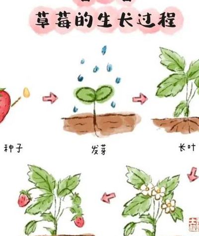 草莓种子怎么取（草莓怎样取种子）