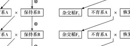 杂交水稻原理（杂交水稻原理图解）