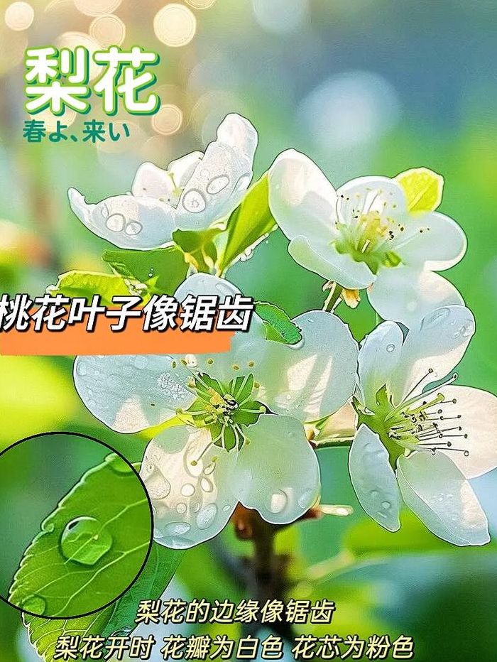 梨花什么时候开花（杏花什么时候开花）