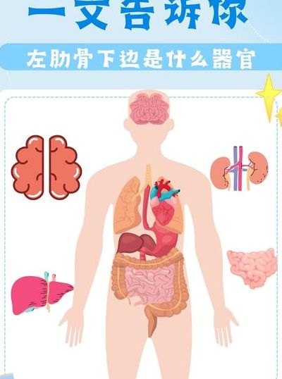 左肋骨下部疼痛对照表图（左肋骨下疼是什么器官）